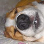 [ 멘 붕 ]온 개실신 <b>웰시</b>아가 성장기 (이웅종소장님 사진有)★★