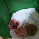 ★★사진 有느님)새로운가족 순딩이를 소개합니다 '-<★★