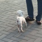 사진多) 우리집 서열 1위 일진 말티즈 휴지☆★☆