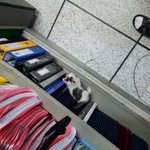 ★★★1달된 이뿐고양이 델꾸가실분!!★★★