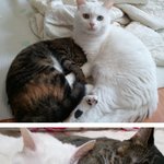 꼬<b>냉이</b>6마리)레오 레미가 아빠엄마가됬다!!!!육아일기