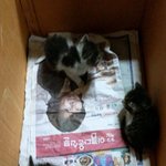 [사진有]★☆★길냥이에서주먹이로!☆★☆