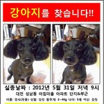 대전, 성남동 검정색 <b>푸들</b> 찾아요!