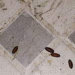 저희<b>집</b> 배란다에 생긴 <b>이</b> 정체모를 ㅡㅡ