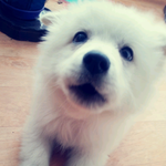 ★☆(사진有자차) 사람보다 훈훈한 제임스 ☆★