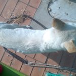 ★★★★인천월미도 월미도테마파크 강아지를 보신적있나요?★★★★★★