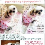 [달래]호수같은 눈망울의 <b>시</b><b>츄</b>여아 달래~