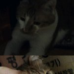 (수정) [<b>분당</b>,고기리] 양이가 119에포획된 후 실종됬습니다.