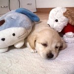 [뚜바] 골든리트리버 닮은(?) 초귀염댕이 뚜바