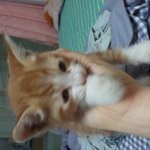 2개월 아기냥이분양됬습니다^^(수정)