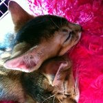 사자의 <b>후예</b>? 사랑스런 잠꾸래기남매 홍차와 아쌈이♡