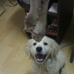 옥탑방 왕<b>두부</b> 에요 ㅋㅋ