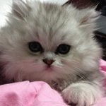 ★<b>밍밍</b>토끼 미모냥이★ 깜찍미모냥 자랑해봐요!!