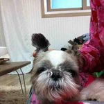 사람개뽀미