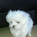 귀여운 <b>우유</b>자랑하는 사진입니당.ㅎㅎㅎ