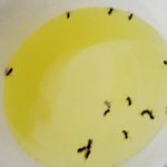 [사진有][<b>혐오주</b>의]자판기음료,조심하세요.