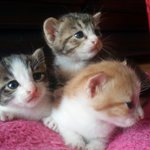 추가)<b>토종</b>고양이 위엄