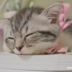 유봉이 앙즈<b>판</b> 20탄!! 앙즈 수면자세 <b>성장판</b>#1