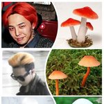 몬스터뮤비지드래곤머리를본 외국팬들의<b>반응jpg</b>.