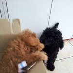 ★☆(사진多多) 초귀염 애프리푸들 누리★☆