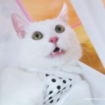 3살넘은 우리집고양이가 할줄아는것.
