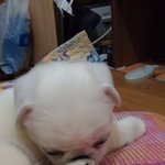 ★☆★사랑스러운 우리집 막둥이 두부!!★☆★