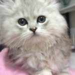 ★<b>밍밍</b>토끼 미모냥이★ 깜찍미모냥 자랑해봐요!!  [2]