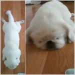 ☆★우리<b>집</b> 예쁜<b>이</b> 뿌꾸페키를 소개합니다★☆
