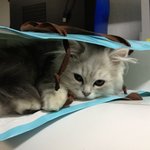 ★<b>밍밍</b>토끼 미모냥이★ 깜찍미모냥 자랑해봐요!! [3]