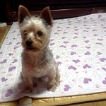 (사진有동영상有)문열고 집들어가는 <b>몽몽이</b>♥♥