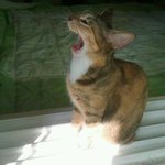 우리집괭이<b>포스</b>쩔ㅋ에헴톡톡
