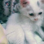 (사진有)우리집에서 동거하는 고양이랑 쥐스터 ♥