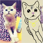 추추가[사진]有←(많아요) 우리집개냥이"ra.d"를 소개합니다(1탄)