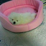 ★저희해피가살아날수있게 희망을주세요★