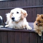 (사진有) 강아지배우는학생들이키우는강아지들!!!!!