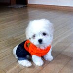비비비빅(<b>big</b>) 말티즈~♥♥♥♥♥ 사진 쫌 있어요 ㅋ