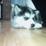 유<b>모리</b> 입니다!!!