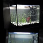 [<b>new</b>물고기판] 들어는봤나!  판타스틱하고 아름다운 물고기판!...