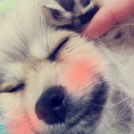 ★★[사진多&amp;有]★★말괄량이마이쮸를소개합니다~~★★