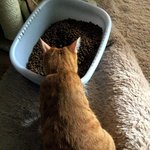 자취아저씨와 냥이 2마리 동거기 (3탄)