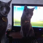 개님2마리 냥이님2마리와 동거동락5