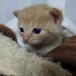 새끼 길고양이 어떻게돌봐야하나요ㅠㅠㅠ?도와주세요!