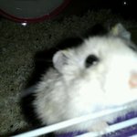 ☆★☆★☆★사진有햄스터판!!!!!!!단무지를소개합니다222 ☆★☆★☆★