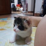 ●●(有)똥꼬발랄한 젖소냥&amp;삼색냥 <b>여아</b>깽이 입양보내요●●