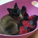 ★[샴! 고양이판]날 미추어버리게 하는 고양이!!