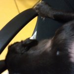 사람인지 개인지 구분해요 (사진有혁)