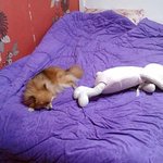 (+사진有) 우리 <b>아리</b>한테 반하지마세요^,^