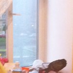 사진.동영상 有느님) ★충격주의★낚시아님★ 우리집 부엌에 비둘기가...