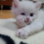 이럼 나도 가만히 못있지!!!!!! 울 치즈 베스트 컷 모음집