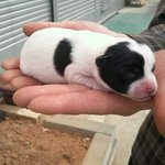 (수정)☆★☆까비의폭풍성장기(귀염주의:<b>d</b>)☆★☆